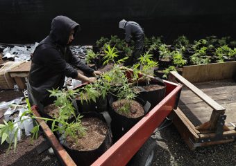 Governo do Trump acaba fracassando ao tentar frear a legalização da maconha