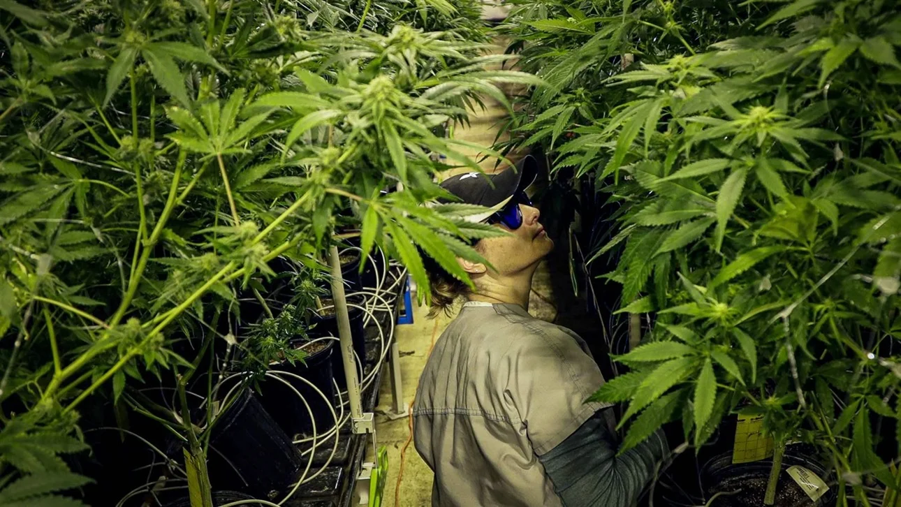 maconha existe doses de segurança?