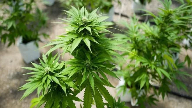 Clinica de reabilitação em SP - A MACONHA