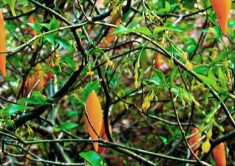 Tratamento com Iboga